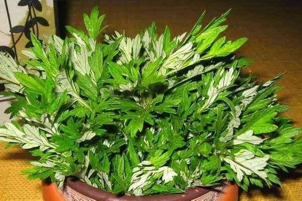 艾草泡腳天天可以泡嗎 艾草泡腳多久一次為宜 艾草泡腳天天可以泡嗎 艾草泡腳多久一次為宜