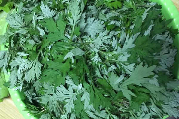 艾葉是新的好還是陳的好 艾葉買什么樣的好 艾葉是新的好還是陳的好 艾葉買什么樣的好