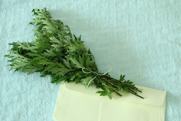 艾草放肚臍眼有什么功效 艾草可以減肥嗎 艾草放肚臍眼有什么功效 艾草可以減肥嗎