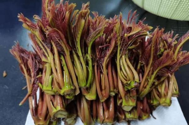 香椿的嘌呤含量高嗎 香椿的害處 香椿的嘌呤含量高嗎 香椿的害處