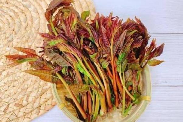 香椿的嘌呤含量高嗎 香椿的害處 香椿的嘌呤含量高嗎 香椿的害處