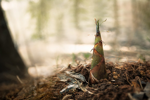 春筍幾月份長(zhǎng)出來(lái) 春筍是什么竹子的筍