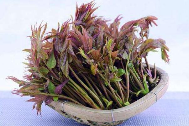 香椿是刺嫩芽嗎 香椿要不要焯水 香椿是刺嫩芽嗎 香椿要不要焯水