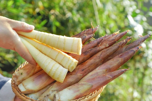 春筍幾月份長(zhǎng)出來(lái) 春筍是什么竹子的筍