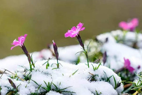 倒春寒有什么預(yù)兆 倒春寒會很冷嗎 倒春寒有什么預(yù)兆 倒春寒會很冷嗎