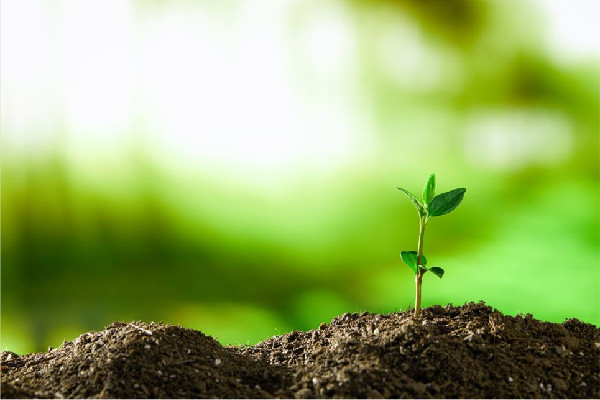 植樹節(jié)是我國傳統(tǒng)節(jié)日嗎 植樹節(jié)吃什么傳統(tǒng)食物 植樹節(jié)是我國傳統(tǒng)節(jié)日嗎 植樹節(jié)吃什么傳統(tǒng)食物