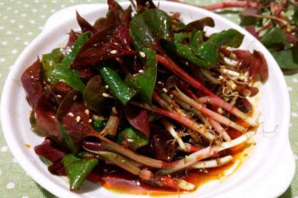 折耳根是發(fā)物嗎 折耳根是茅草根嗎 折耳根是發(fā)物嗎 折耳根是茅草根嗎