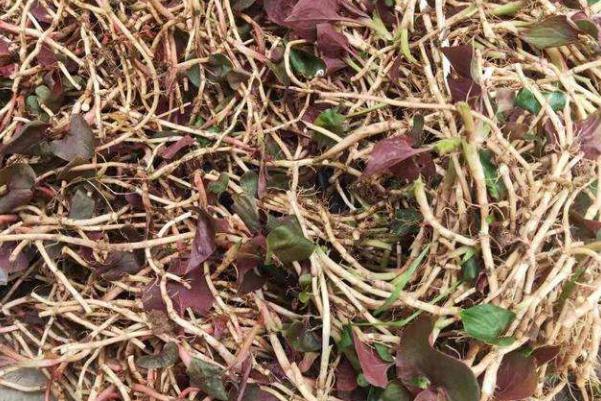 折耳根是發(fā)物嗎 折耳根是茅草根嗎 折耳根是發(fā)物嗎 折耳根是茅草根嗎