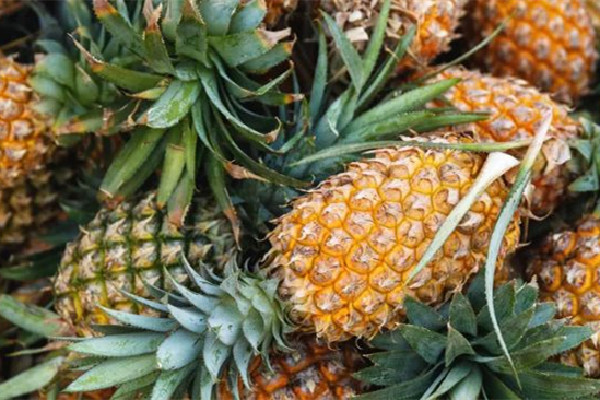 菠蘿芯能吃嗎 菠蘿芯是什么顏色的 菠蘿芯能吃嗎 菠蘿芯是什么顏色的