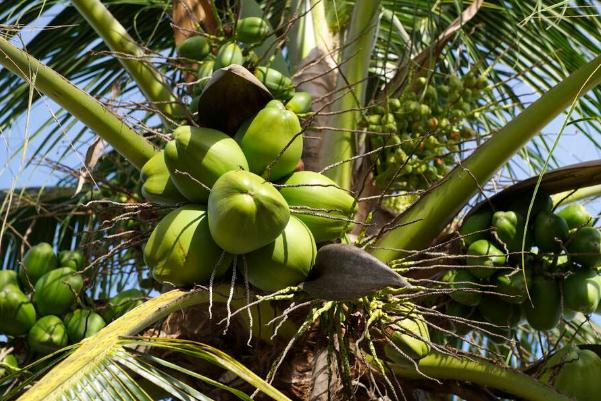 椰子怎樣才能打開 椰子上火還是降火 椰子怎樣才能打開 椰子上火還是降火