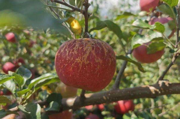 丑蘋果為什么叫丑蘋果 丑蘋果什么季節(jié)成熟 丑蘋果為什么叫丑蘋果 丑蘋果什么季節(jié)成熟