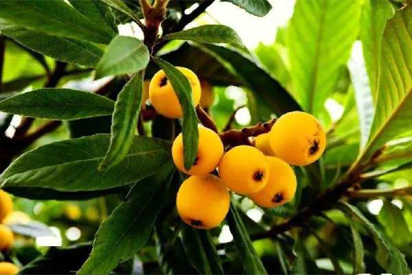 枇杷什么品種最好吃 枇杷什么時候吃是應(yīng)季 枇杷什么品種最好吃 枇杷什么時候吃是應(yīng)季