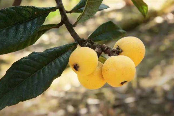 枇杷什么品種最好吃 枇杷什么時候吃是應(yīng)季 枇杷什么品種最好吃 枇杷什么時候吃是應(yīng)季