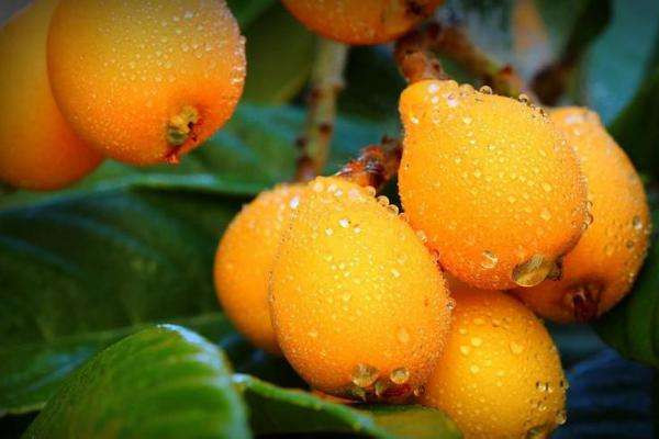 枇杷什么品種最好吃 枇杷什么時候吃是應(yīng)季 枇杷什么品種最好吃 枇杷什么時候吃是應(yīng)季