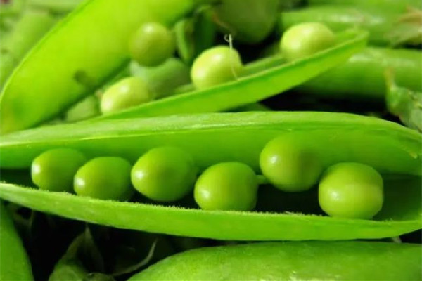 青豆為什么有股臭味 青豆怎么判斷熟沒熟 青豆為什么有股臭味 青豆怎么判斷熟沒熟