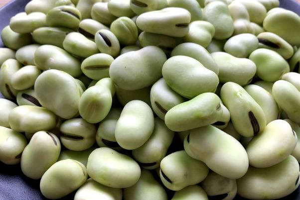 蠶豆的功效與作用禁忌 蠶豆什么季節(jié)上市 蠶豆的功效與作用禁忌 蠶豆什么季節(jié)上市