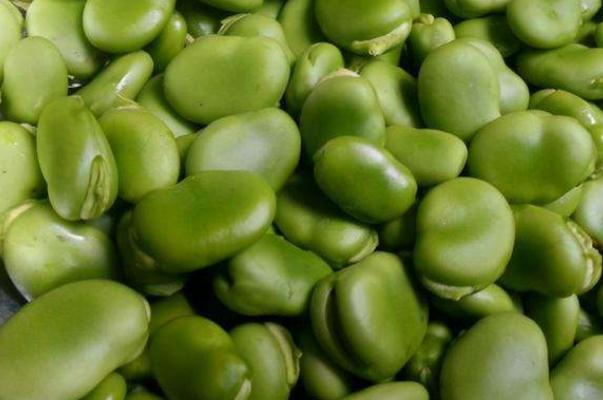 蠶豆孕婦可以吃嗎 蠶豆孕婦吃了好嗎 蠶豆孕婦可以吃嗎 蠶豆孕婦吃了好嗎