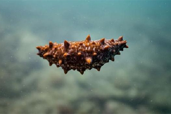 國足吃海參是什么梗 國足吃海參的由來 國足吃海參是什么梗 國足吃海參的由來