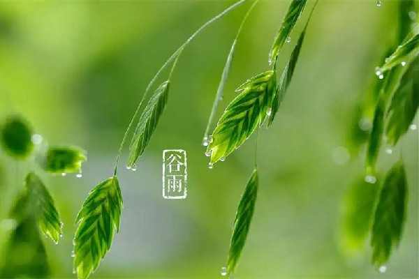 谷雨節(jié)氣會(huì)下雨嗎 谷雨節(jié)氣下雨好還是不下雨好 谷雨節(jié)氣會(huì)下雨嗎 谷雨節(jié)氣下雨好還是不下雨好