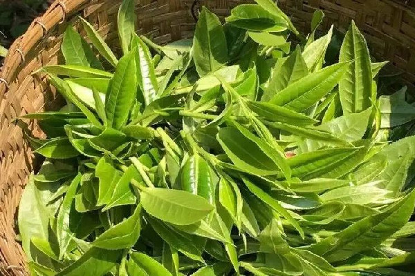 明前茶什么時(shí)候上市 明前茶是什么意思 明前茶什么時(shí)候上市 明前茶是什么意思