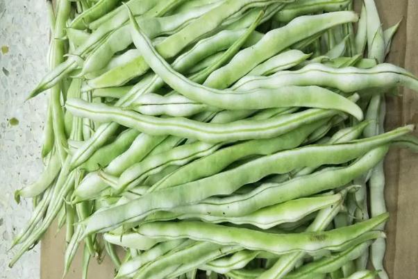 四季豆沒炒熟會中毒嗎 四季豆的功效與作用 四季豆沒炒熟會中毒嗎 四季豆的功效與作用