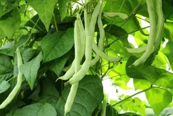 四季豆是什么季節(jié)的菜 四季豆要放冰箱嗎 四季豆是什么季節(jié)的菜 四季豆要放冰箱嗎