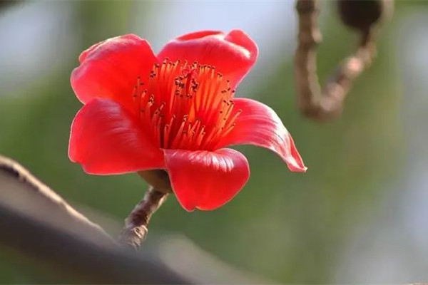 木棉花要曬多久 木棉花怎么曬干 木棉花要曬多久 木棉花怎么曬干