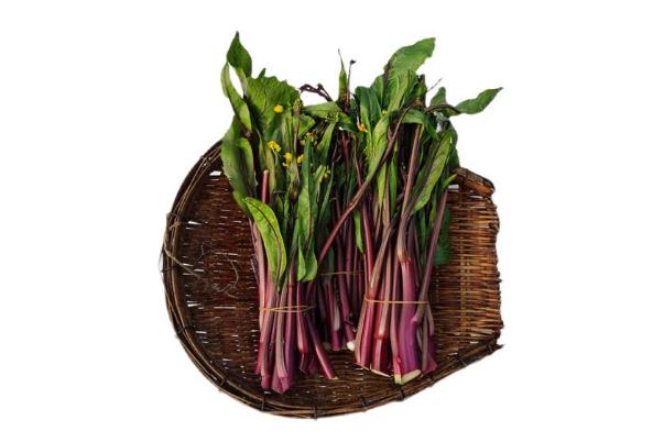 菜苔是熱性還是涼性 菜苔要放冰箱嗎 菜苔是熱性還是涼性 菜苔要放冰箱嗎