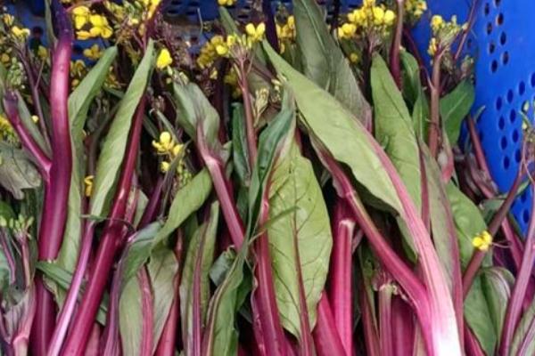 菜苔怎么炒好吃 菜苔北方叫什么菜 菜苔怎么炒好吃 菜苔北方叫什么菜