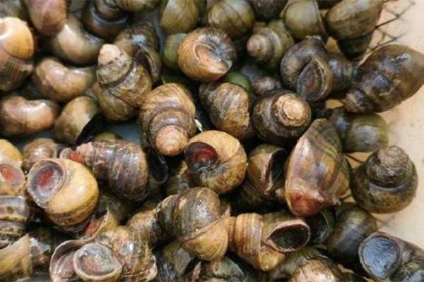 螺螄吐沙什么方法最好 螺螄吐沙放什么 螺螄吐沙什么方法最好 螺螄吐沙放什么