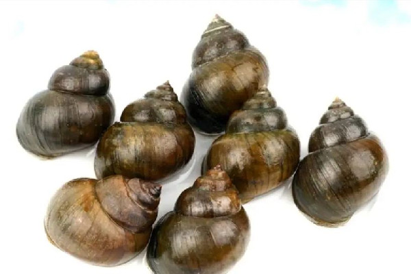 螺螄吐沙什么方法最好 螺螄吐沙放什么 螺螄吐沙什么方法最好 螺螄吐沙放什么