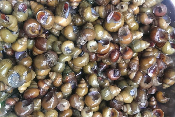 螺螄吐沙什么方法最好 螺螄吐沙放什么 螺螄吐沙什么方法最好 螺螄吐沙放什么