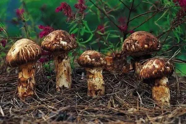 松茸孕婦可以吃嗎 松茸是蘑菇的一種嗎 松茸孕婦可以吃嗎 松茸是蘑菇的一種嗎