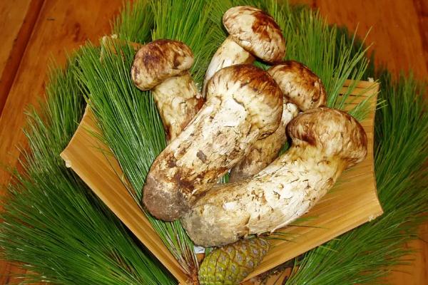 松茸有毒嗎 松茸有保質(zhì)期限嗎 松茸有毒嗎 松茸有保質(zhì)期限嗎