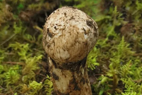 松茸的保存方法有哪些 松茸的最佳吃法 松茸的保存方法有哪些 松茸的最佳吃法