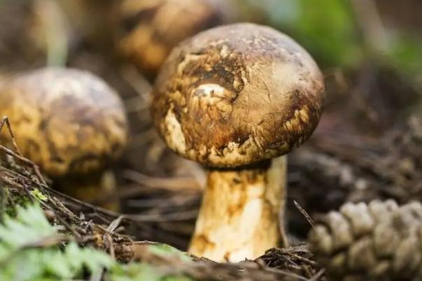 松茸孕婦可以吃嗎 松茸是蘑菇的一種嗎 松茸孕婦可以吃嗎 松茸是蘑菇的一種嗎