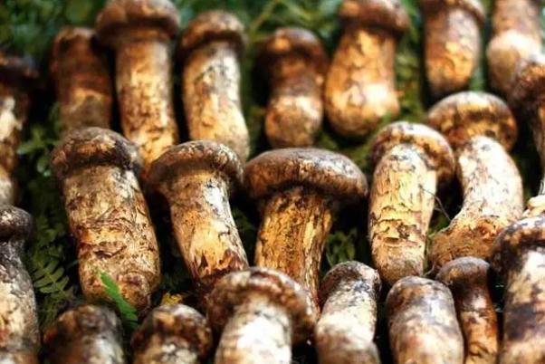 松茸有毒嗎 松茸有保質(zhì)期限嗎 松茸有毒嗎 松茸有保質(zhì)期限嗎