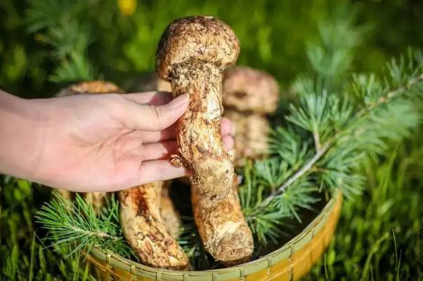 松茸的保存方法有哪些 松茸的最佳吃法 松茸的保存方法有哪些 松茸的最佳吃法