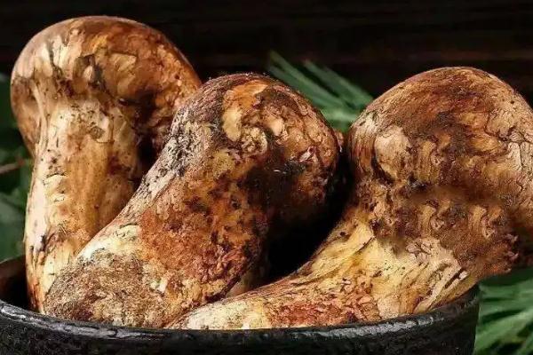 松茸的保存方法有哪些 松茸的最佳吃法 松茸的保存方法有哪些 松茸的最佳吃法