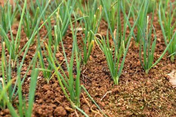 小蔥開花了還能吃嗎 小蔥的熱量