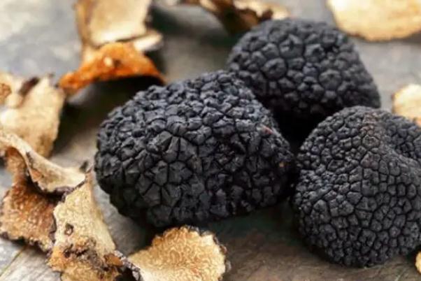 黑松露要放冰箱嗎 黑松露保存方法 黑松露要放冰箱嗎 黑松露保存方法