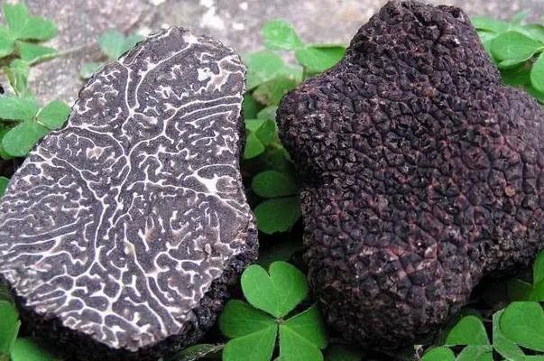 黑松露怎么吃最好 黑松露為什么那么貴 黑松露怎么吃最好 黑松露為什么那么貴