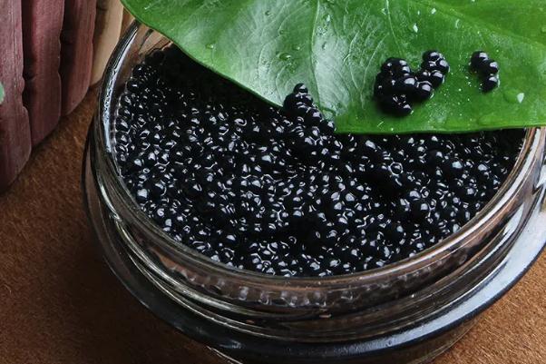 魚(yú)子醬孕婦可以吃嗎 魚(yú)子醬是什么東西 魚(yú)子醬孕婦可以吃嗎 魚(yú)子醬是什么東西