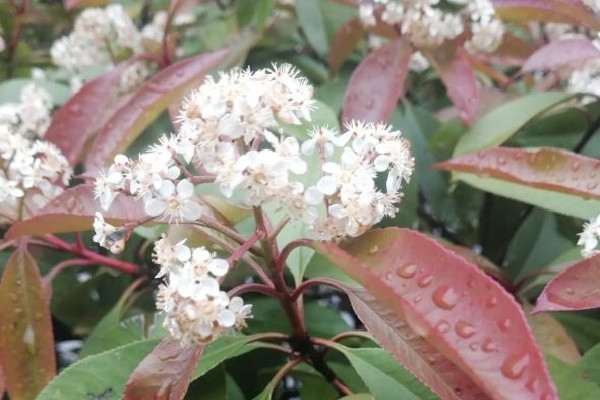 石楠花是什么梗 石楠花的味道是什么梗 石楠花是什么梗 石楠花的味道是什么梗