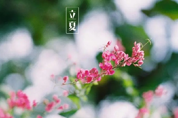 立夏吃蠶豆是什么意思 立夏吃安宮牛黃丸好嗎 立夏吃蠶豆是什么意思 立夏吃安宮牛黃丸好嗎