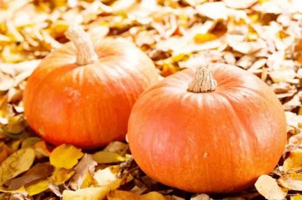 南瓜會不會引起脹氣 南瓜會導(dǎo)致便秘嗎 南瓜會不會引起脹氣 南瓜會導(dǎo)致便秘嗎