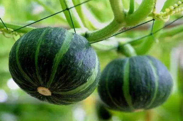 南瓜會不會引起脹氣 南瓜會導(dǎo)致便秘嗎 南瓜會不會引起脹氣 南瓜會導(dǎo)致便秘嗎