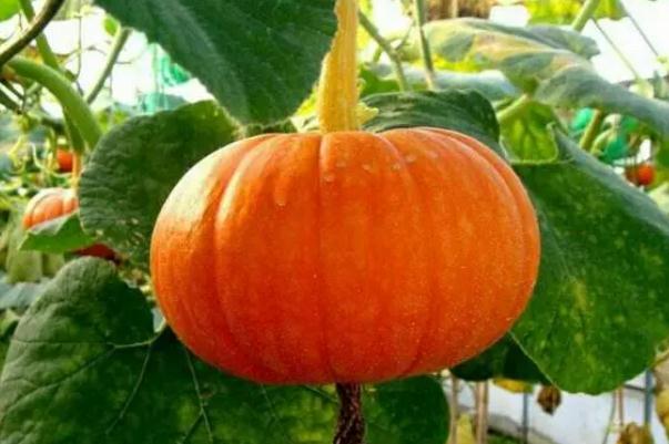 南瓜會讓皮膚變黃嗎 南瓜會拉肚子嗎 南瓜會讓皮膚變黃嗎 南瓜會拉肚子嗎