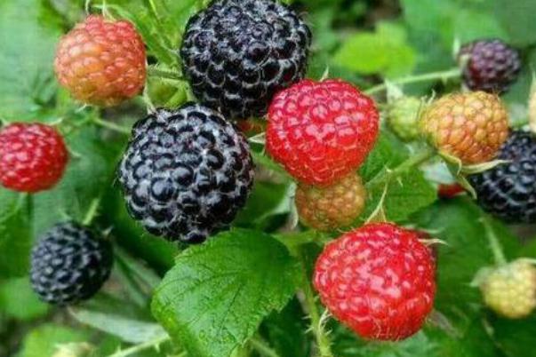 黑樹(shù)莓和紅樹(shù)莓的區(qū)別 黑樹(shù)莓的熱量