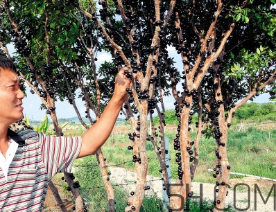 樹葡萄多少錢一斤 樹葡萄是什么水果 樹葡萄多少錢一斤 樹葡萄是什么水果